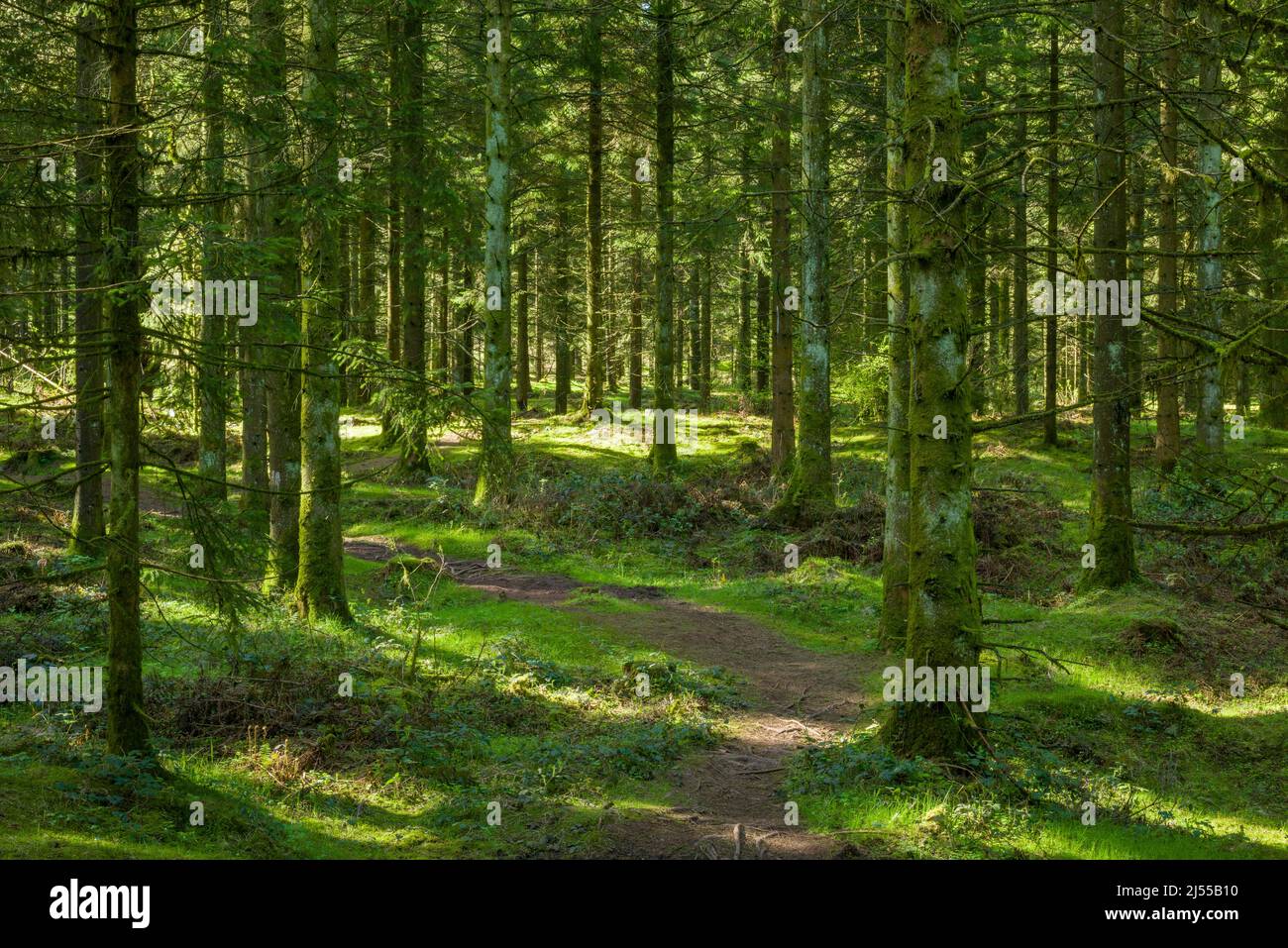 Strahlte Sonnenlicht durch eine Nadelplantage im Stockhill Wood in den Mendip Hills, Somerset, England. Stockfoto