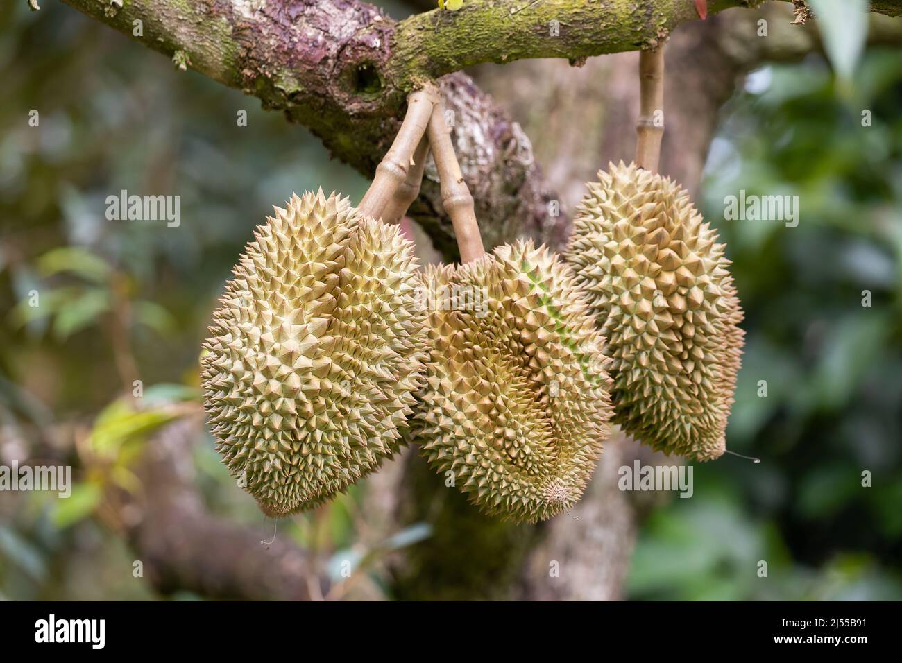 Monthong Durian auf Baum, König der Früchte aus Thailand Stockfoto