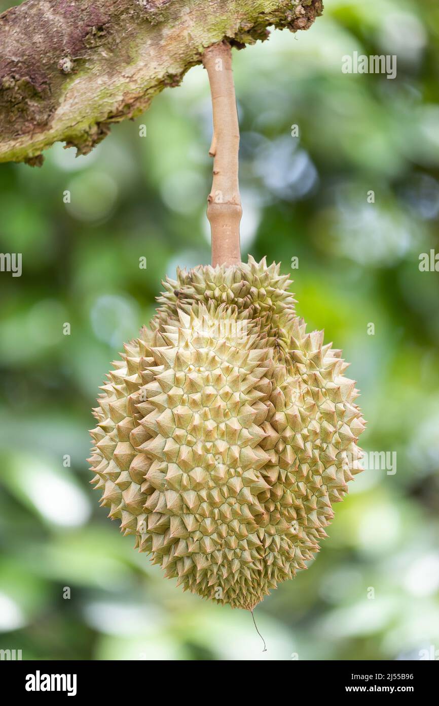Monthong Durian auf Baum, König der Früchte aus Thailand Stockfoto
