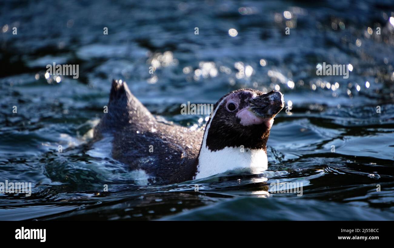 Schwimmender humboldt-Pinguin (Spheniscus humboldti) Stockfoto