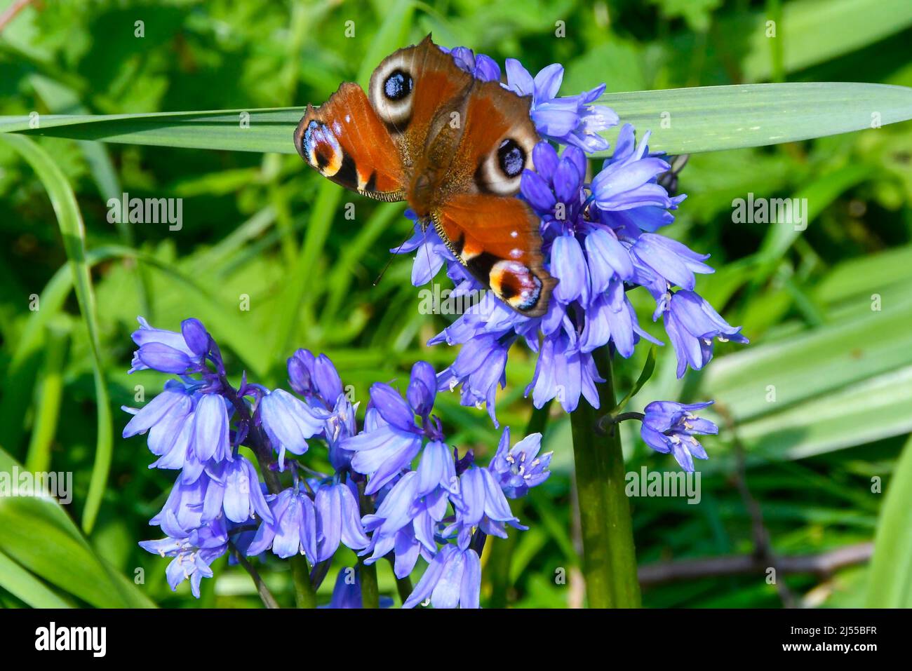 Uploders, Dorset, Großbritannien. 20.. April 2022. Wetter in Großbritannien. Ein Pfauenschmetterling, Aglais io, sammelt an einem heißen, sonnigen Tag Nektar aus Bluebells bei Uploders in Dorset. Bildnachweis: Graham Hunt/Alamy Live News Stockfoto
