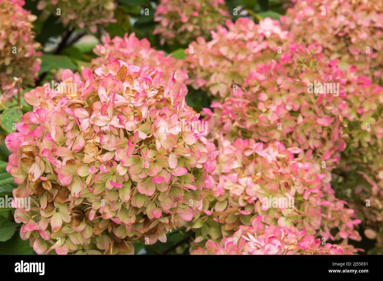 Der rosa blühende Hortensia-Strauch beginnt zu welken und wird im Herbst braun. Stockfoto