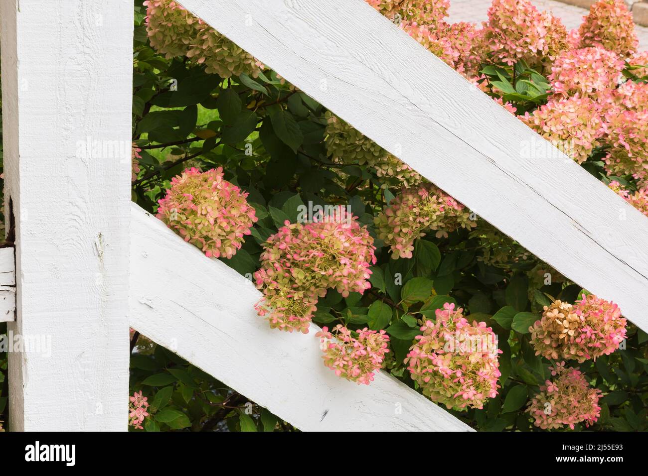 Rosafarbener, blühender Hortensia-Strauch durch weiß lackiertes Holzgeländer im Herbst. Stockfoto