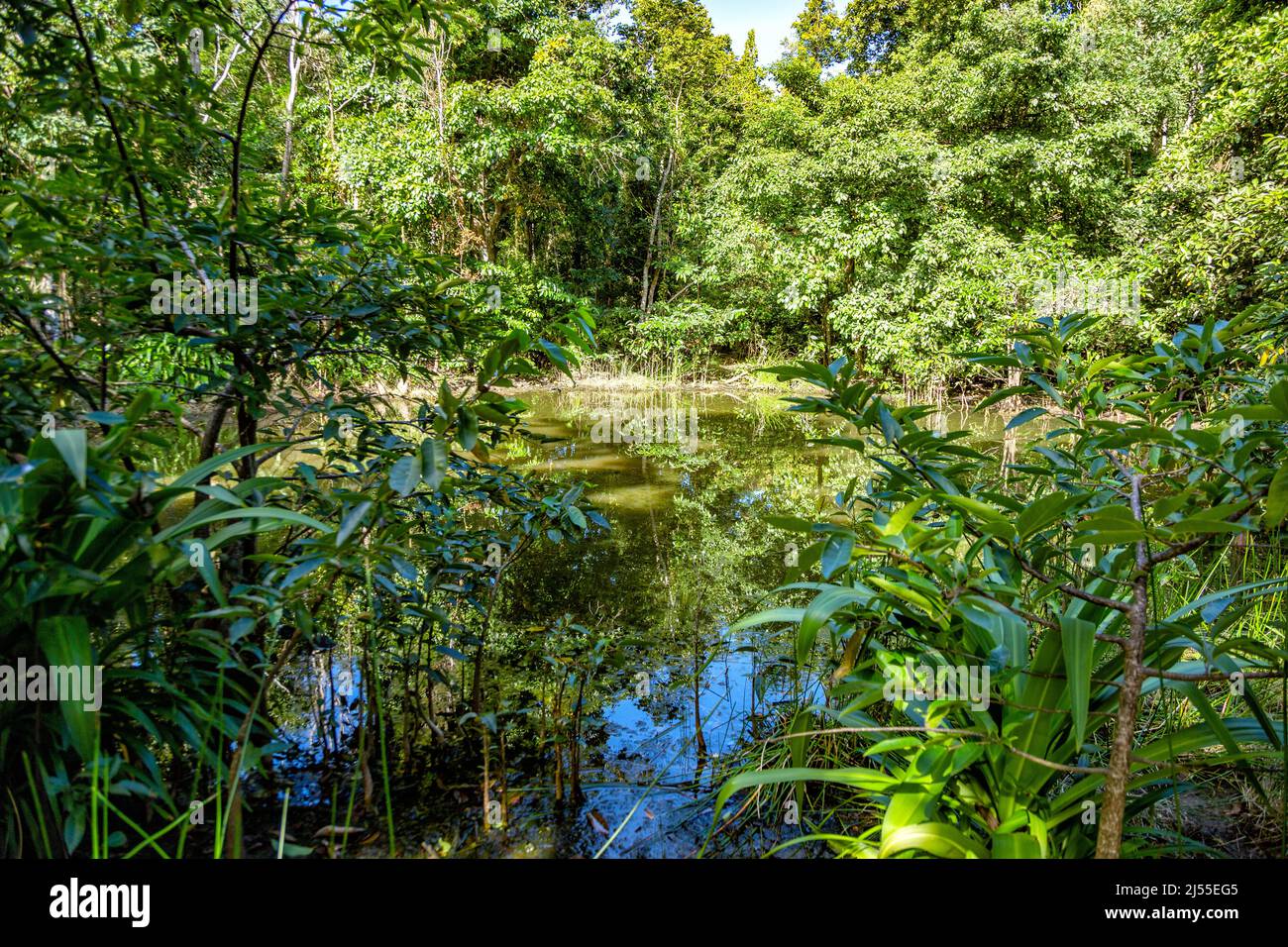 Teich auf dem Weg 'Trace Rouge', Terre-de-Bas, Iles des Saintes, Les Saintes, Guadeloupe, Kleinere Antillen, Karibik. Stockfoto