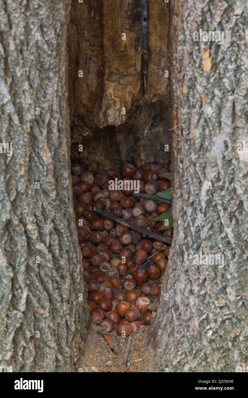 Hohlraum in Quercus - Eichenstämme gefüllt mit Eichelnüssen im Herbst. Stockfoto