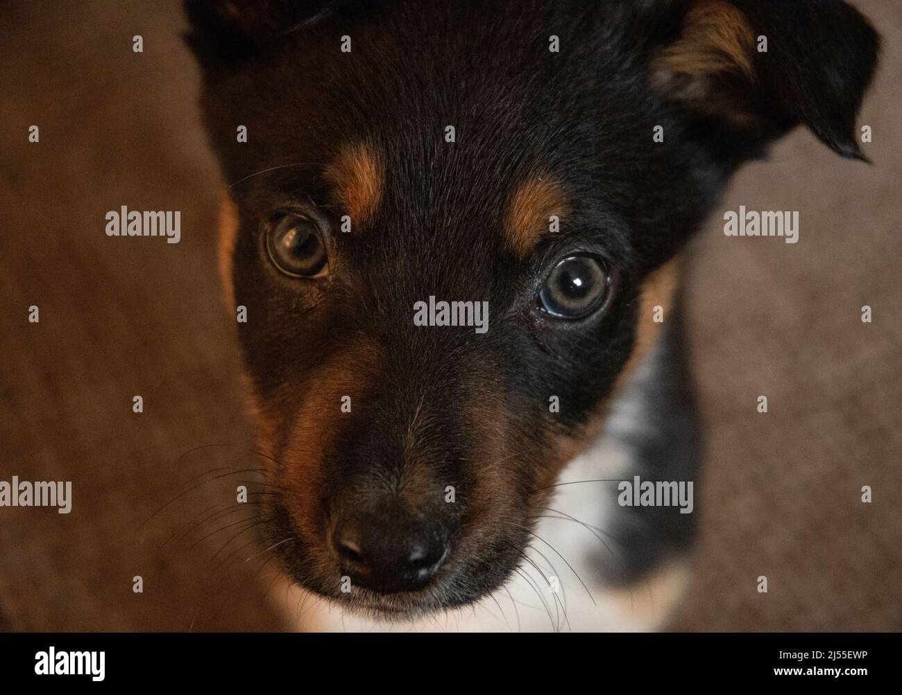 Ein junger Border Collie-Welpe, der drinnen ruht Stockfoto