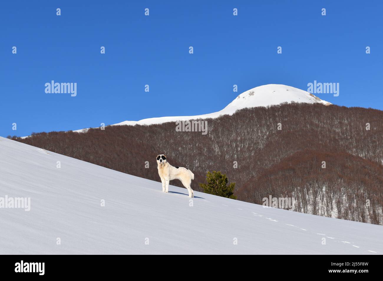 Winterwandern auf dem Berg Zelengora, Teil 4 Stockfoto