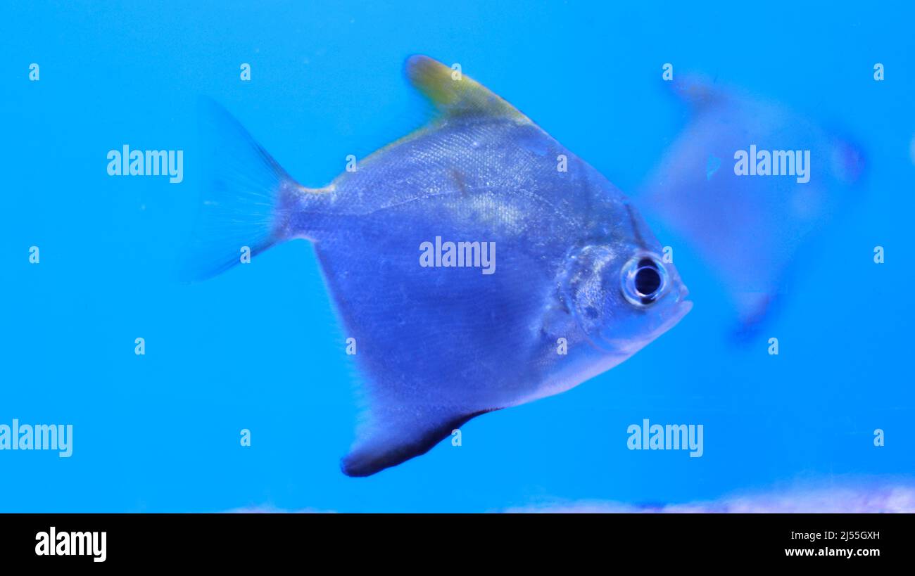 Süßwasseraquarium Silberfische Stockfoto