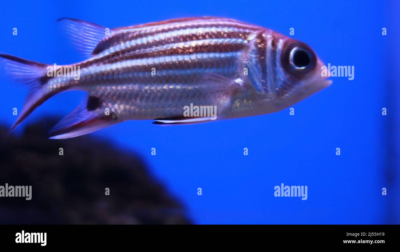 Rosa abgestreifte Aquarienfische im Aquarium Stockfoto