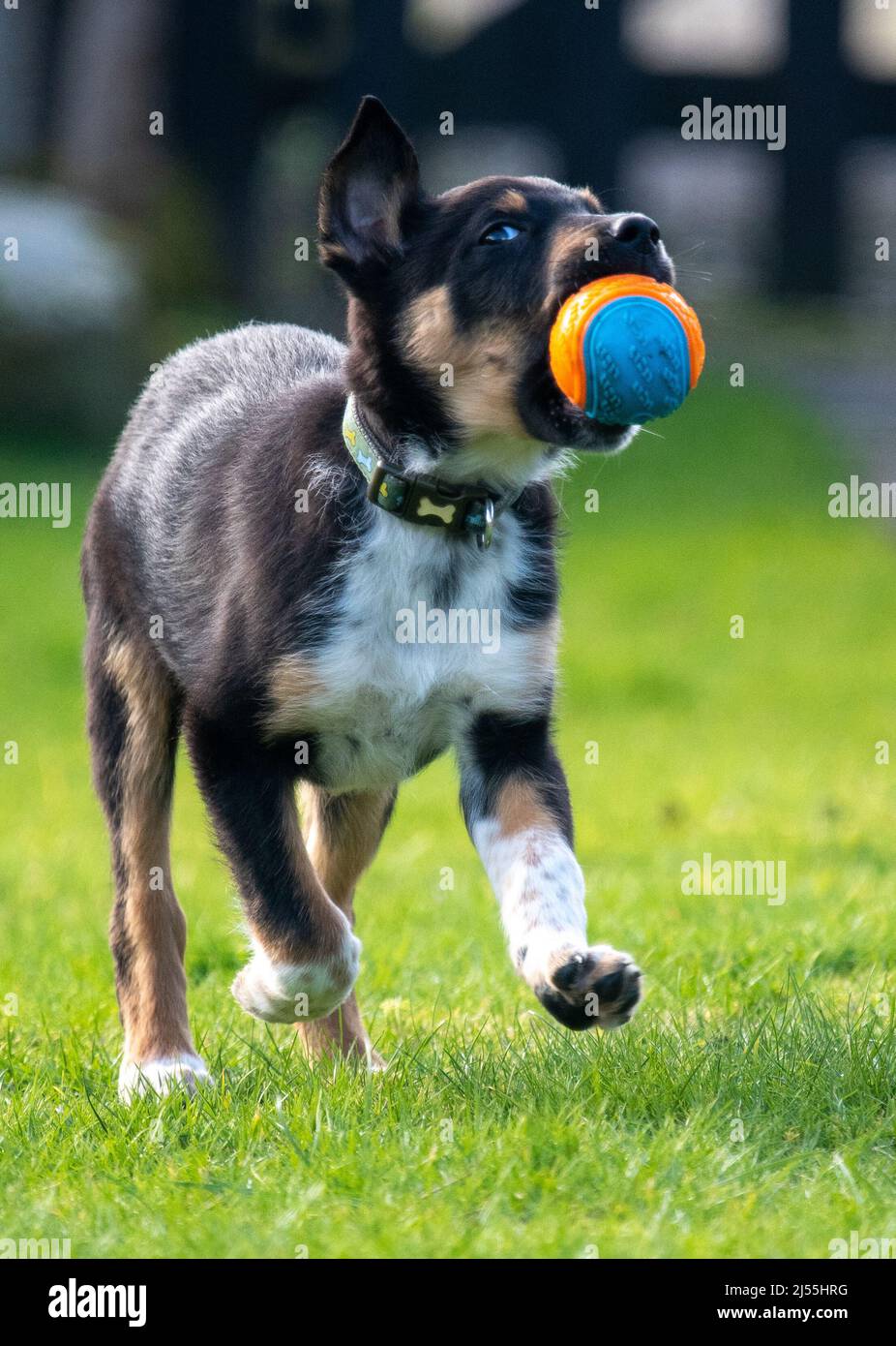 Border Collie spielt mit seinem Ball Stockfoto