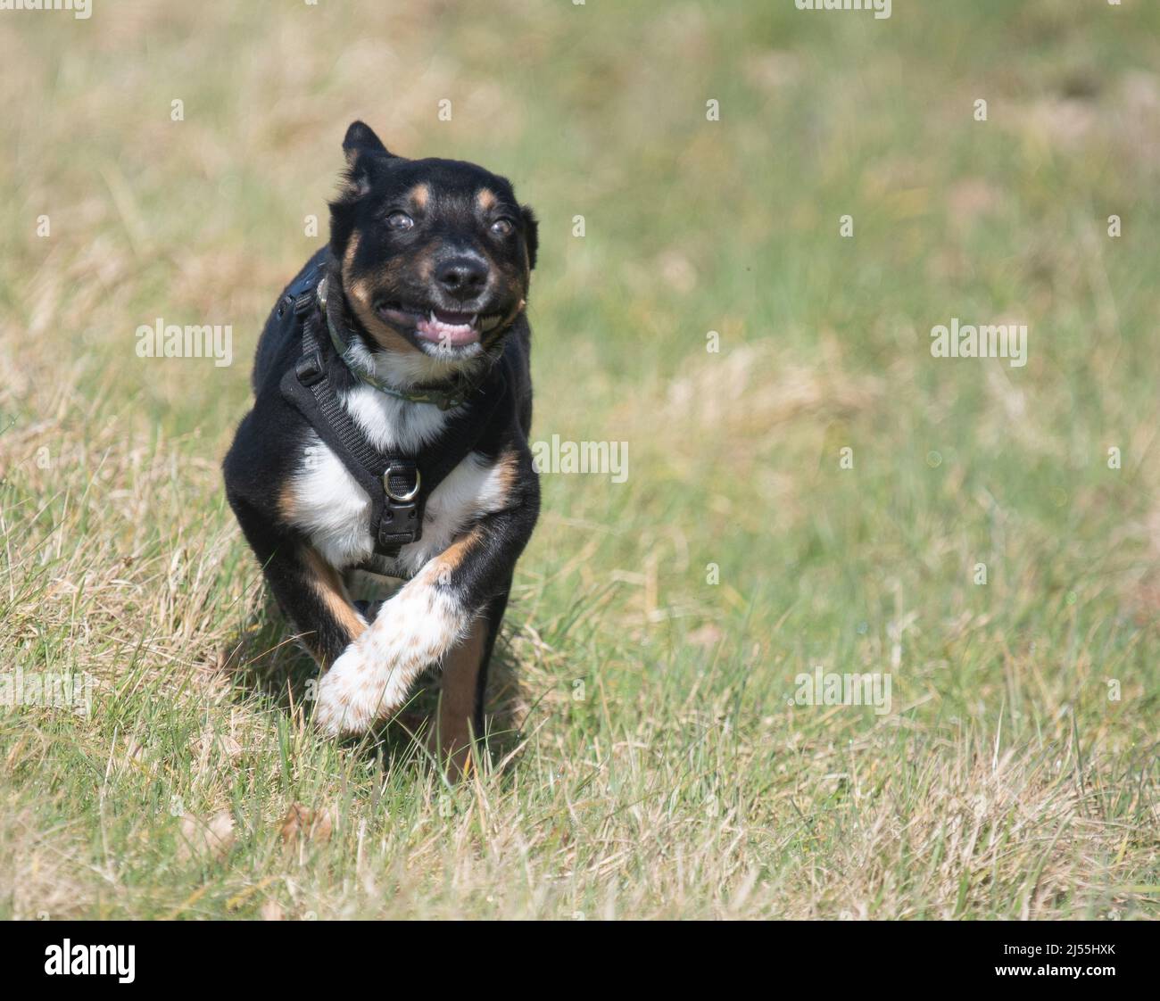 Border Collie genießt einige Übung Stockfoto