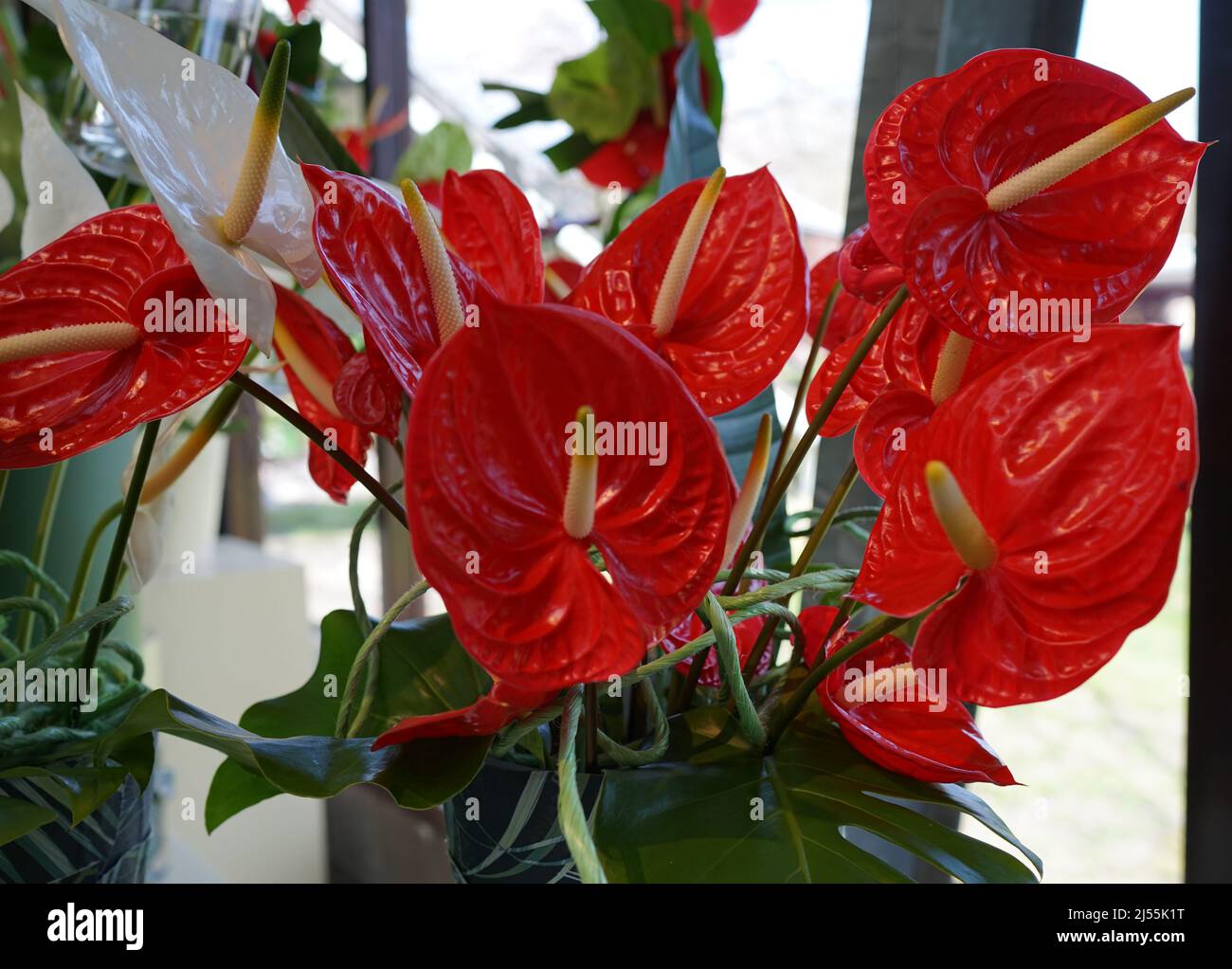 Roter Anthurium, Rückenblume oder Flamingo Blume. Anthurien sind die größte Gattung der Arumfamilie, Araceae. Stockfoto