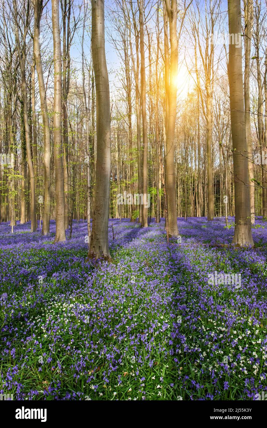 Frühling im Wald mit schönen bluebells Teppich. Stockfoto