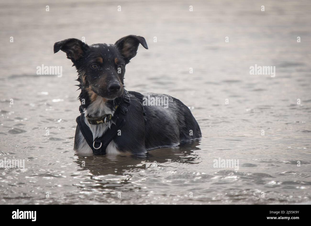 Border Collie genießt einen Tag am Strand Stockfoto