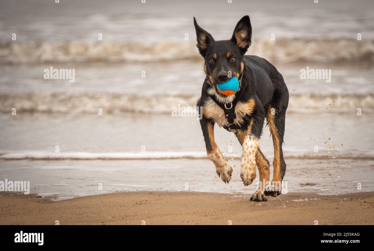 Border Collie genießt einen Tag am Strand Stockfoto