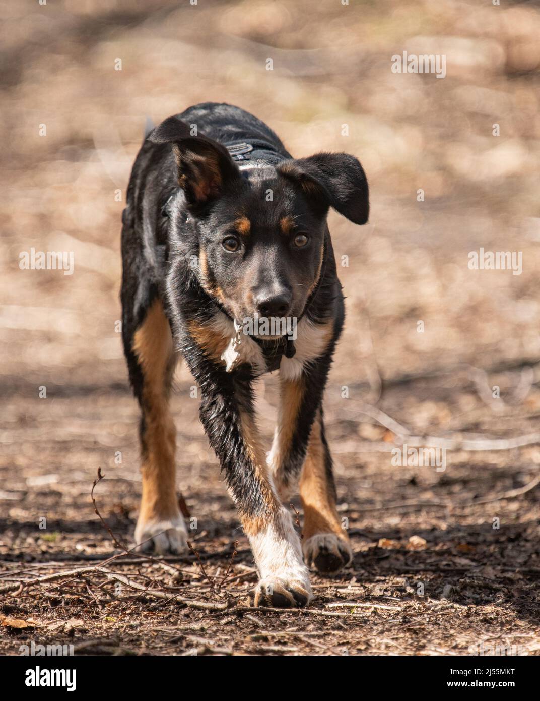 Border Collie genießt einige Übung Stockfoto