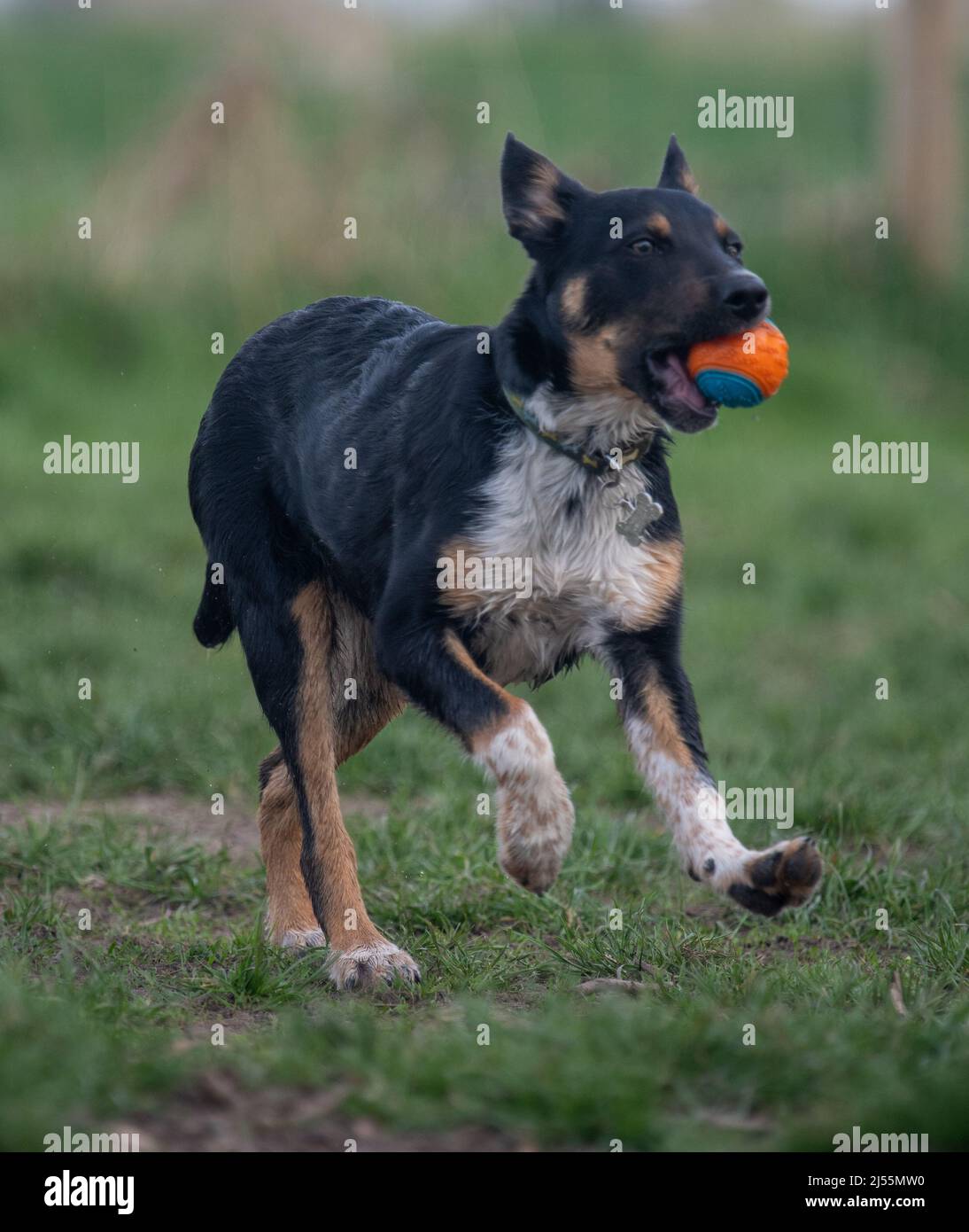 Border Collie spielt mit seinem Ball Stockfoto