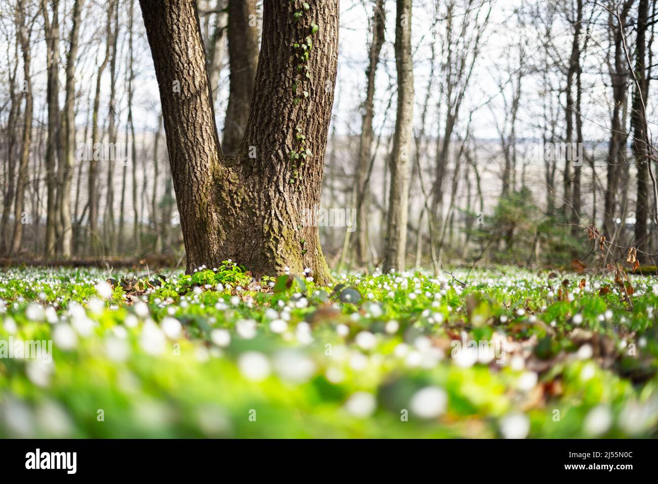 Weiße Holzanemone blüht in der Nähe des Frühlingswaldes. Waldwiese mit Primerose (Nemorosa) Blumen bedeckt Stockfoto