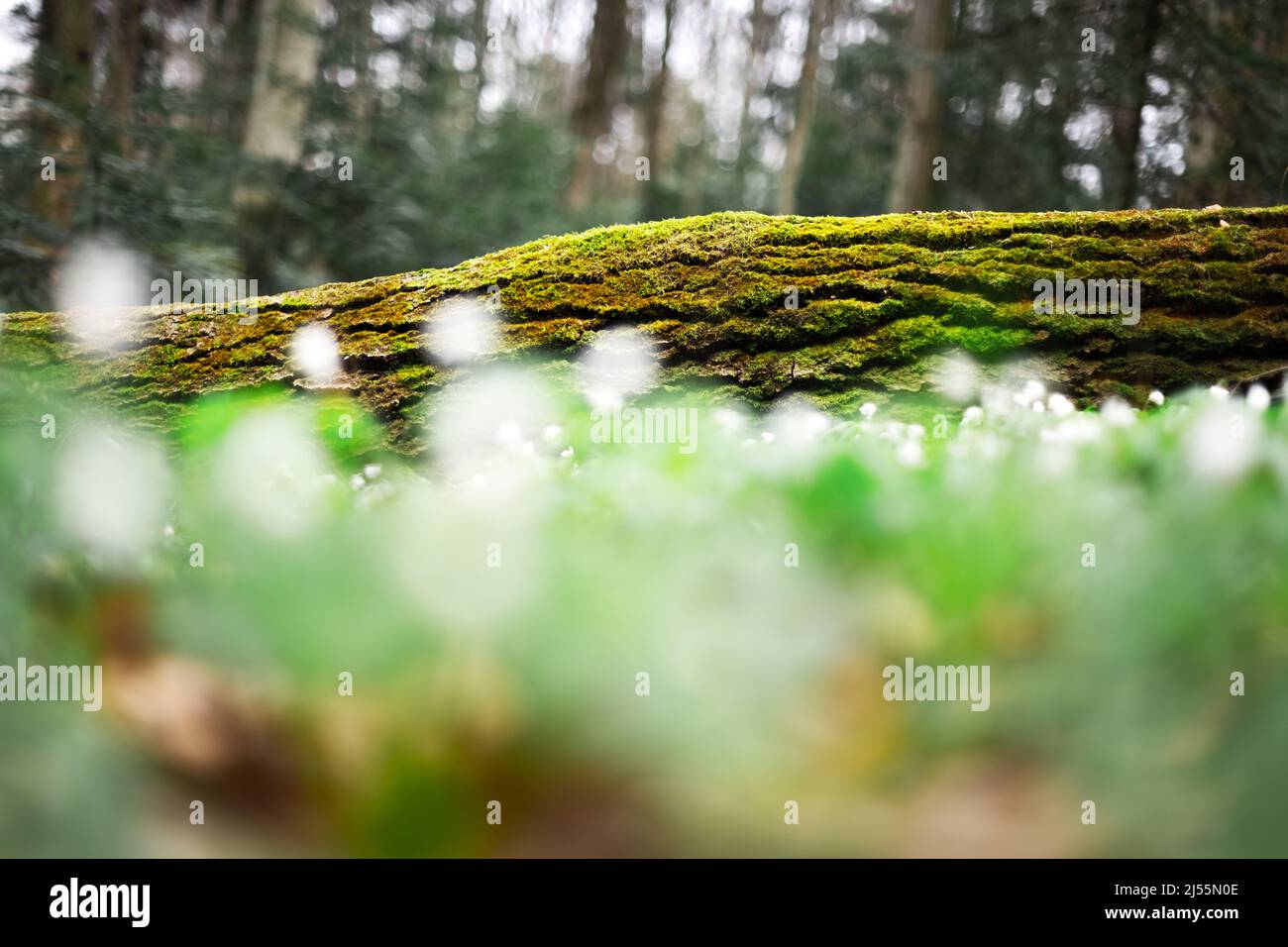 Weiße Holzanemone blüht in der Nähe des Frühlingswaldes. Waldwiese mit Primerose (Nemorosa) Blumen bedeckt Stockfoto
