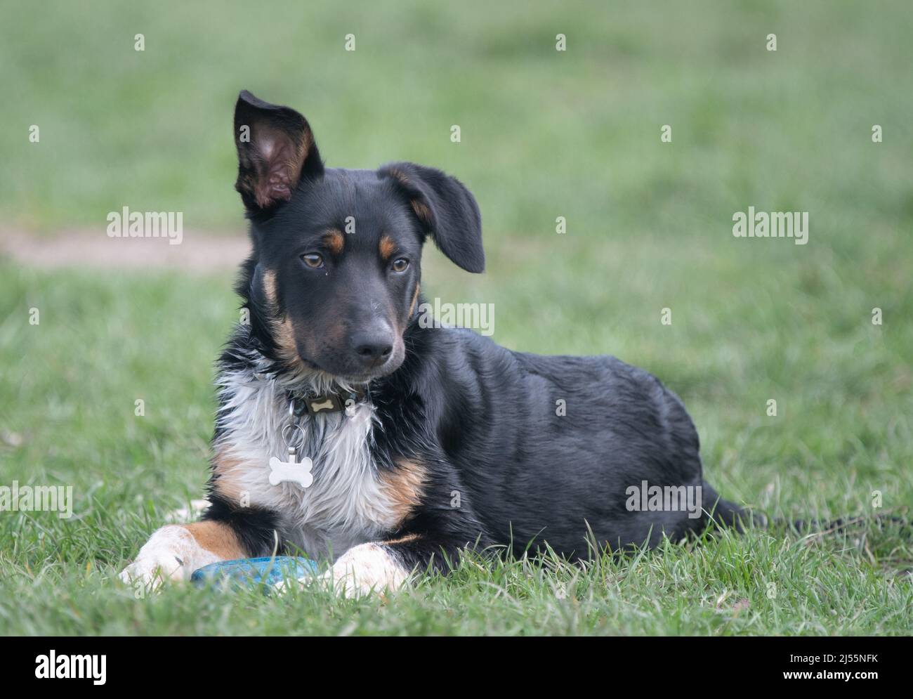 Border Collie spielt mit seinem Lieblingsspielzeug Stockfoto