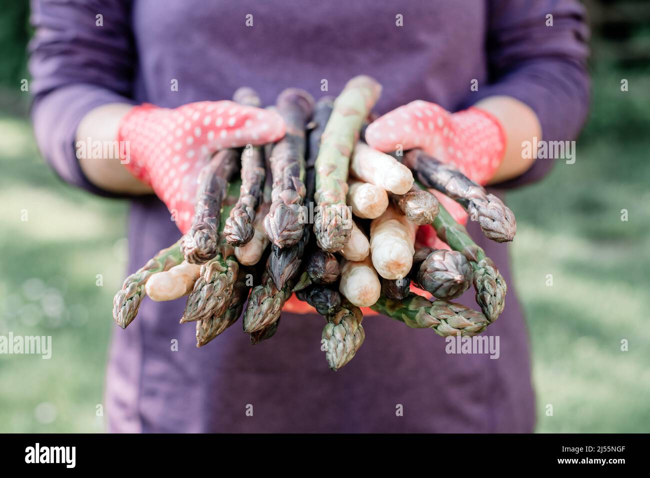 Spargel sprießt in den Händen eines Bauern auf grünem Gras Hintergrund. Frische grüne, violette und weiße Spargelsprossen. Food-Fotografie Stockfoto