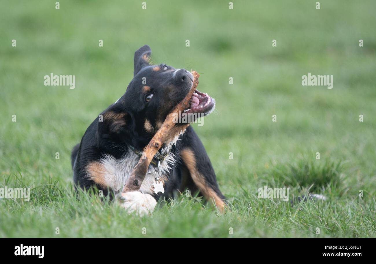 Nahaufnahme eines Border Collie, der mit seinem Stock spielt Stockfoto