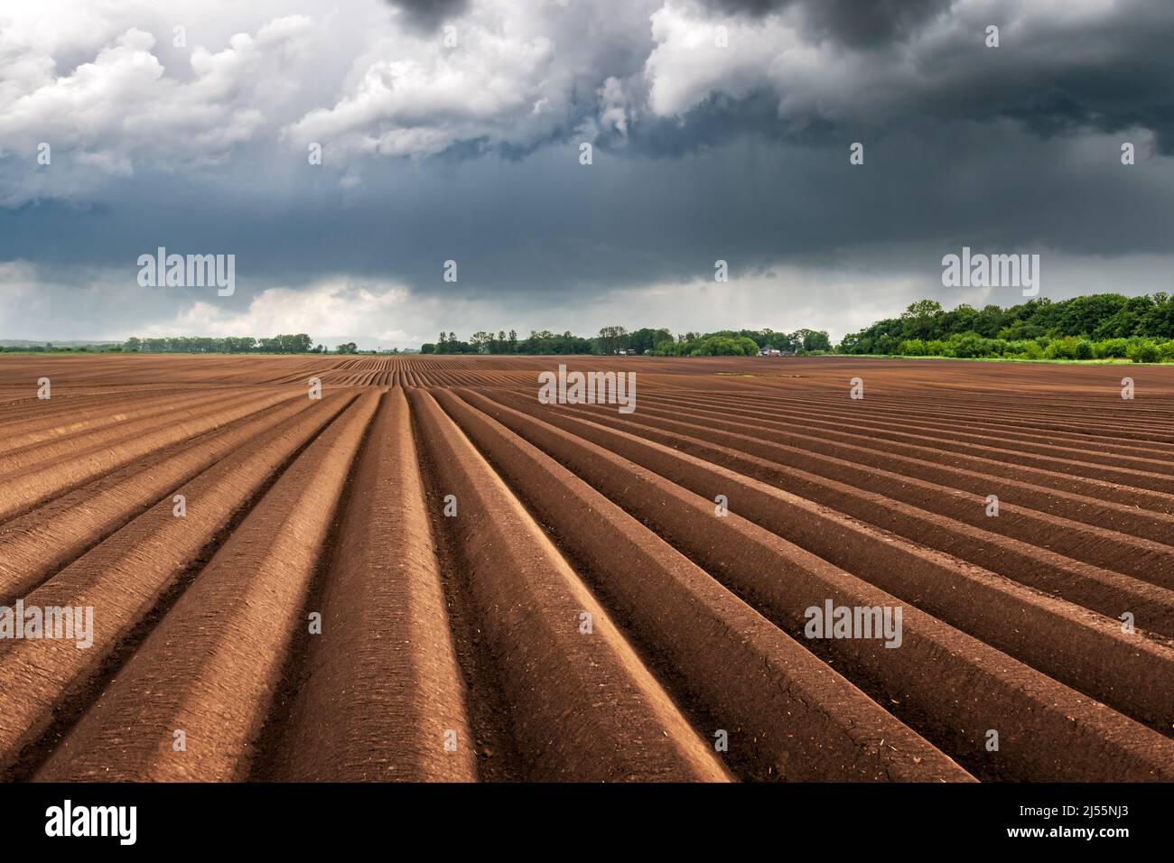 Landwirtschaftliche Feld mit geraden Reihen im Frühjahr. Kartoffeln anbauen. Regnerische dunkle Wolken im Hintergrund. Ukraine Landwirtschaft Stockfoto