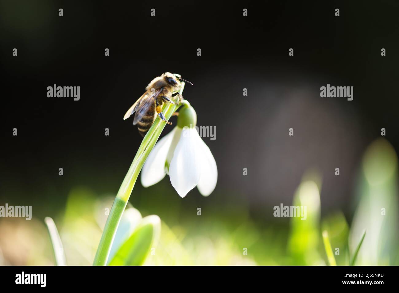 Eine arbeitende Biene sammelt Pollen auf einer weißen Schneegropfenblume auf einer Frühlingswiese. Makrofotografie Stockfoto