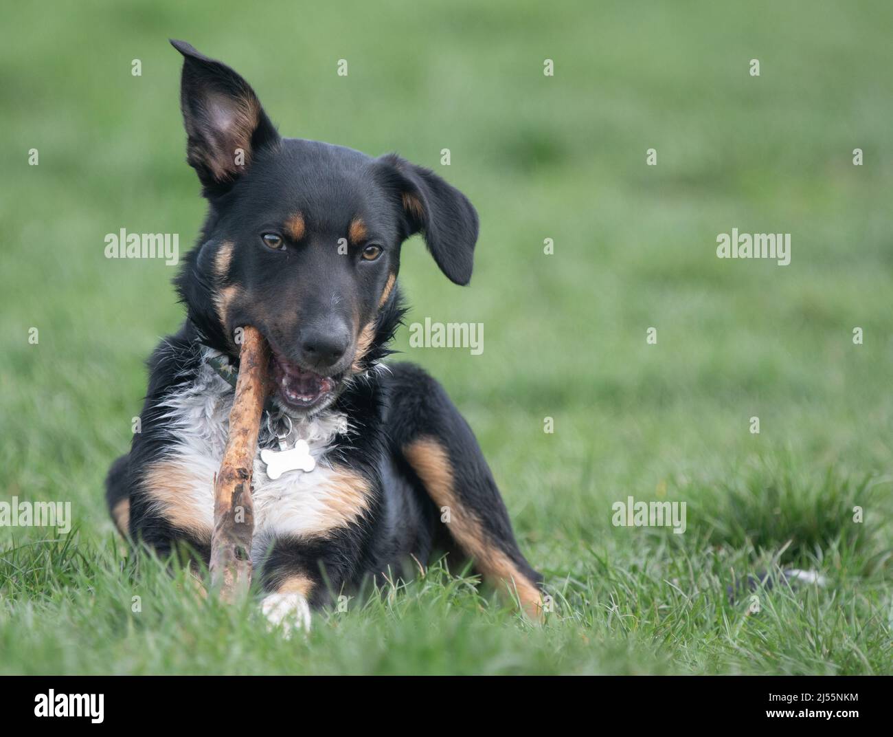 Nahaufnahme eines Border Collie, der mit seinem Stock spielt Stockfoto