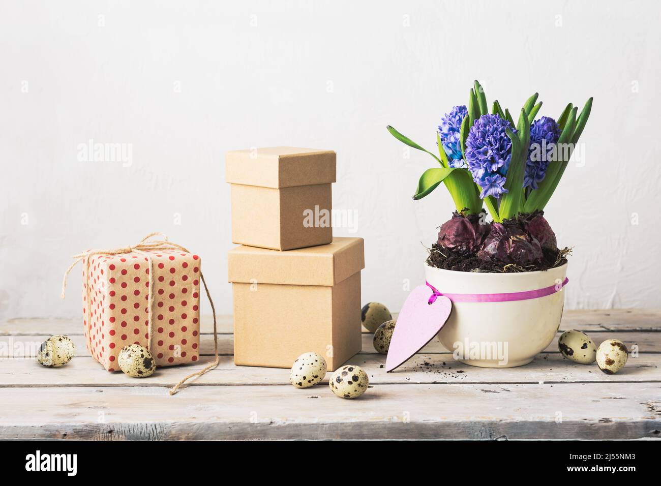 Blaue Hyazinthen, Pappkartons und Wachteleier auf einem Holztisch. Stockfoto