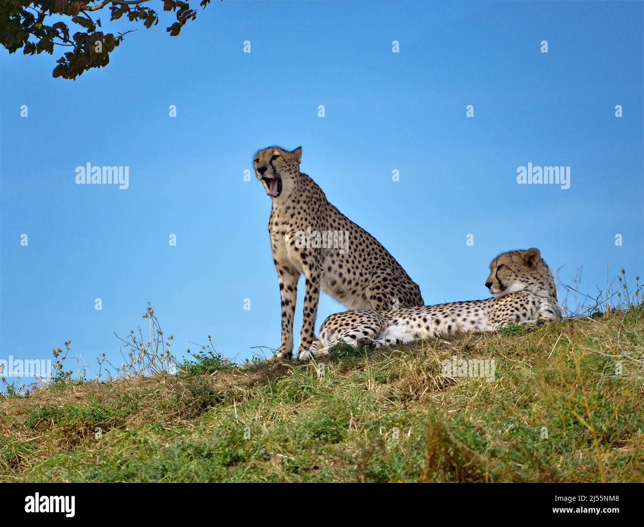 Nahaufnahme Afrikanischer Geparden (Acinonyx jubatus) auf Gras auf blauem Himmel Hintergrund Stockfoto