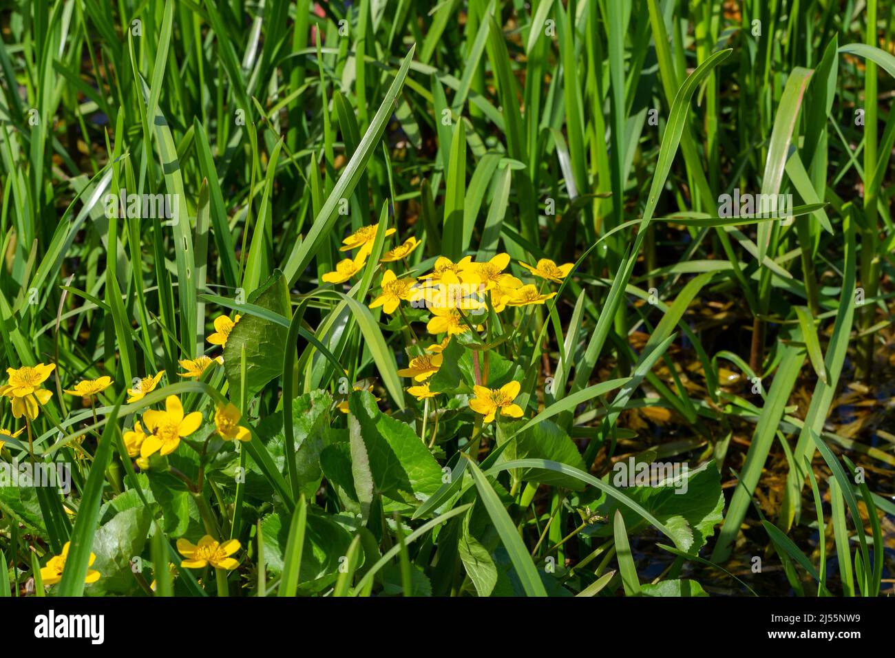 Caltha palustris, Marsh Marigold, Kingcup-Blumen, die an einem See wachsen, Longham Lakes in Dorset, England Stockfoto