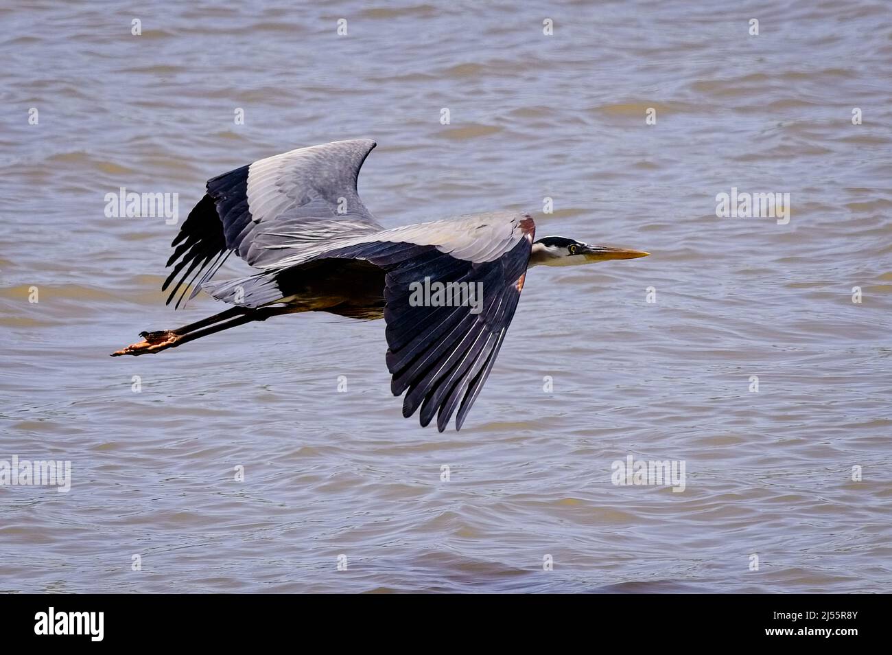 Auf der Suche nach einem anderen Jagdgebiet fliegt ein Blaureiher am Ufer des Tom-Bigbee River in Mississippi entlang. Stockfoto