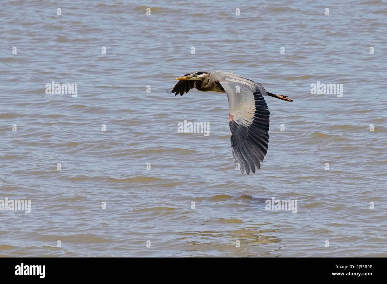 Ein Blaureiher gleitet über das Wasser des Tom-Bigbee Flusses in Mississippi. Stockfoto