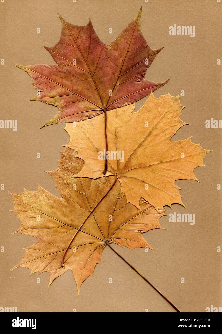 Herbstzusammensetzung. Getrocknete Ahornblätter auf Papierbogen. Flach liegend, Draufsicht Stockfoto