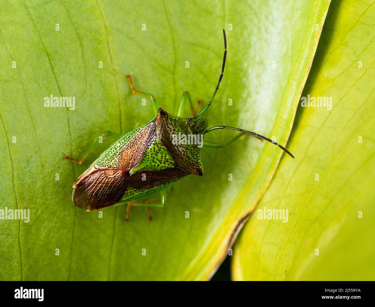 Metallisch grün und braun auf der Oberseite eines erwachsenen Acanthosoma haemorrhoidale, der Weißdornschildwanze Stockfoto