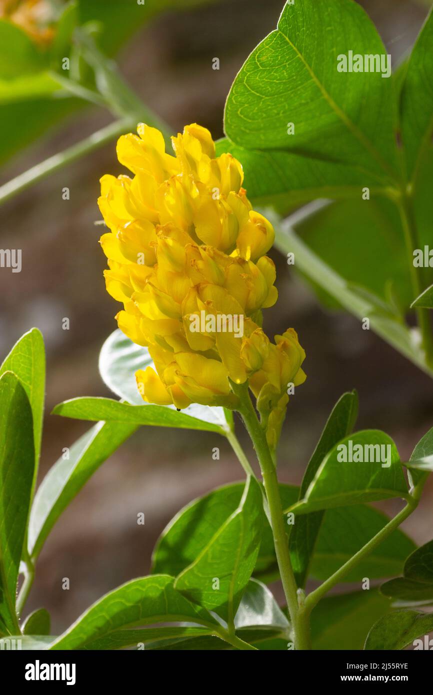 Gelbe Blüten im Sommer blühenden Kopf des halbharten, duftenden, Ananasbesen Strauch, Argyrocytisus battandieri Stockfoto