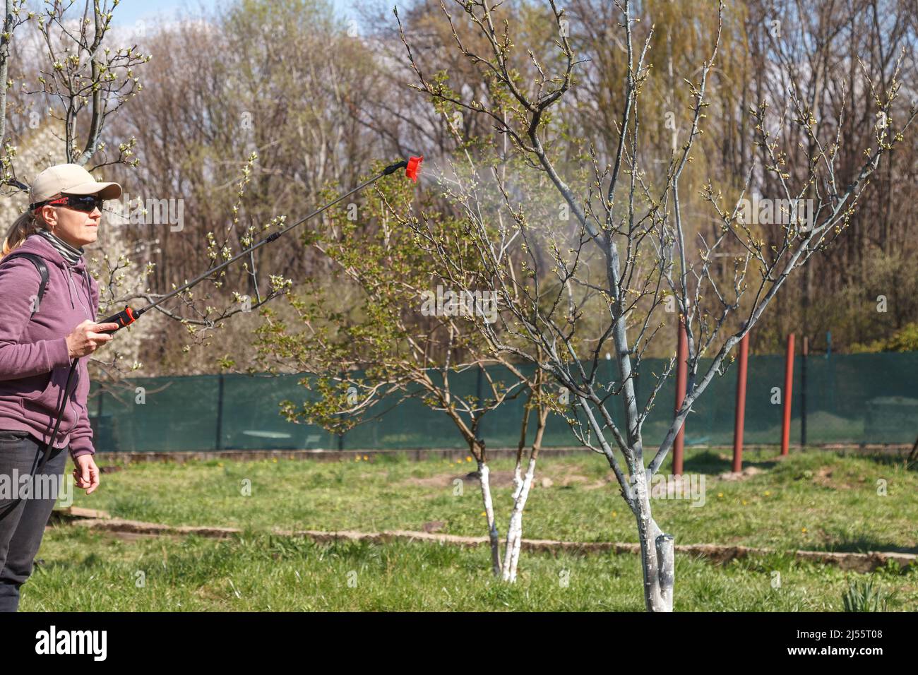 Eine Frau arbeitet im Frühlingsgarten und sprüht mit einem wiederaufladbaren Sprühgerät Chemikalien gegen Schädlinge und Insekten auf einen Obstbaum. Stockfoto