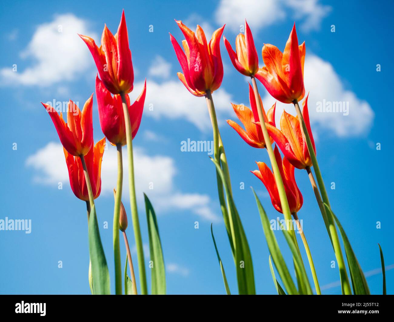 Duftende Orangenblüten der eleganten Lilie blühenden Tulpe 'Ballerina', vor einem blauen Frühlingshimmel Stockfoto