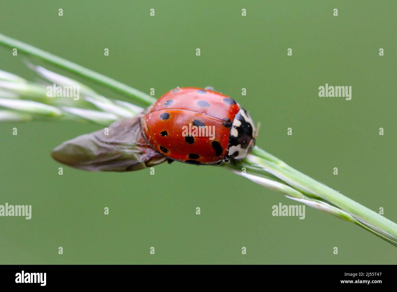 Augenladybird (Anatis ocellata). Marienkäfer sitzt auf der Pflanze. Anatis ocellata. Stockfoto
