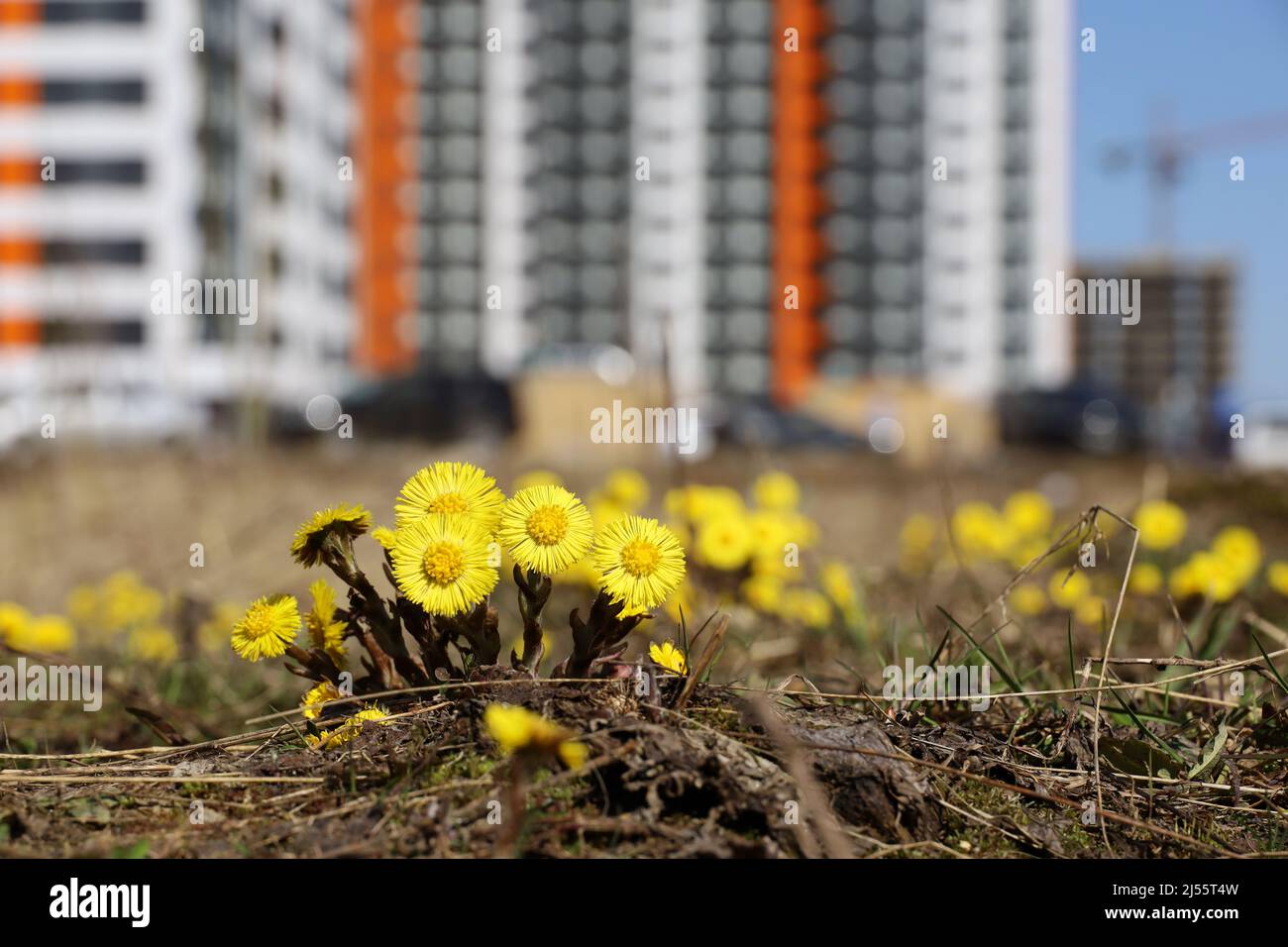 Coltsfoot Blumen auf Frühlingsrasen auf dem Hintergrund von neuen Wohngebäuden. Konzept einer ökologisch sauberen Fläche Stockfoto