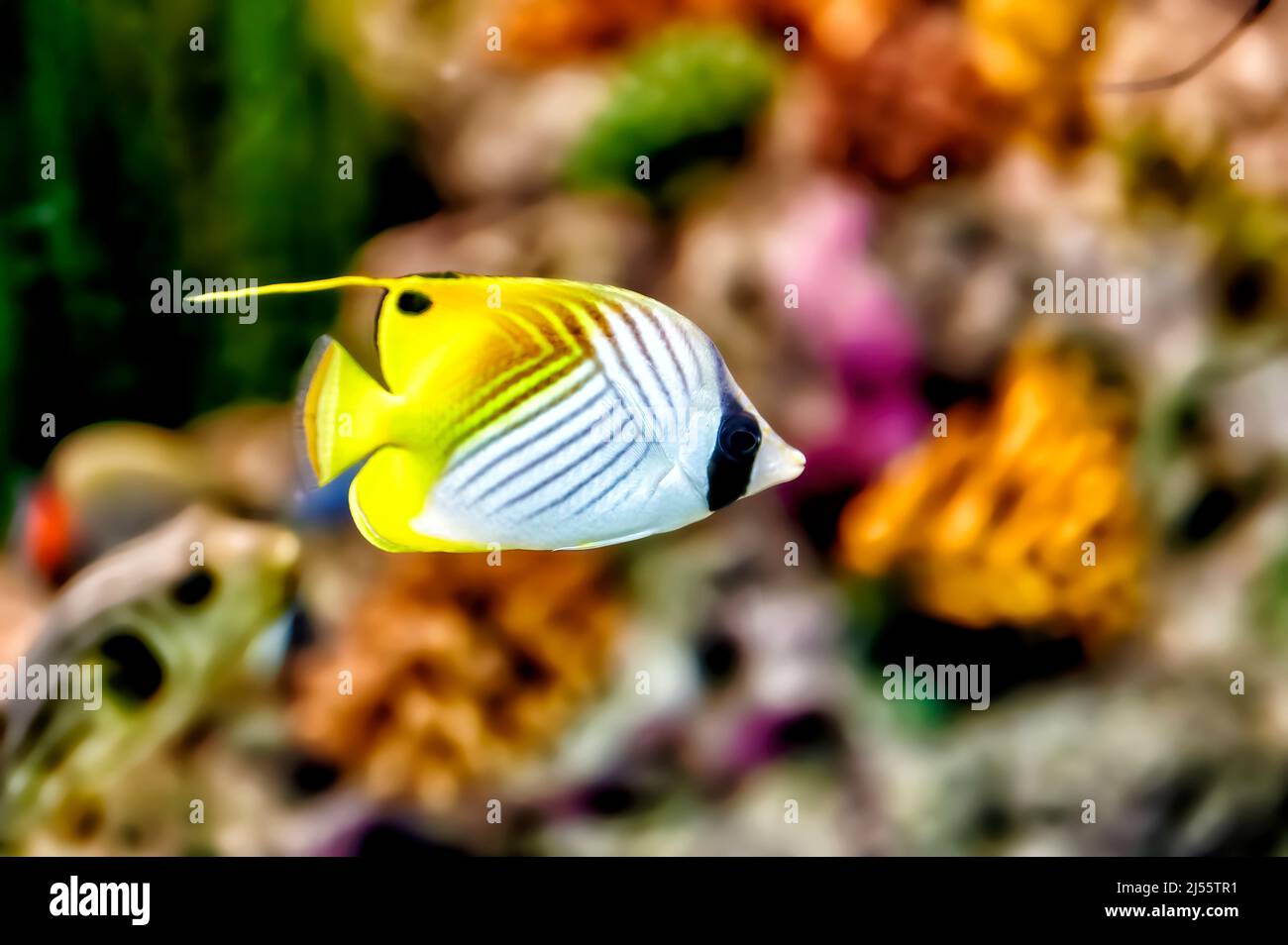 Schmetterlingsfische der Familie Chaetodontidae von gelber und weißer Farbe schwimmen zwischen Korallen in einem Aquarium Stockfoto