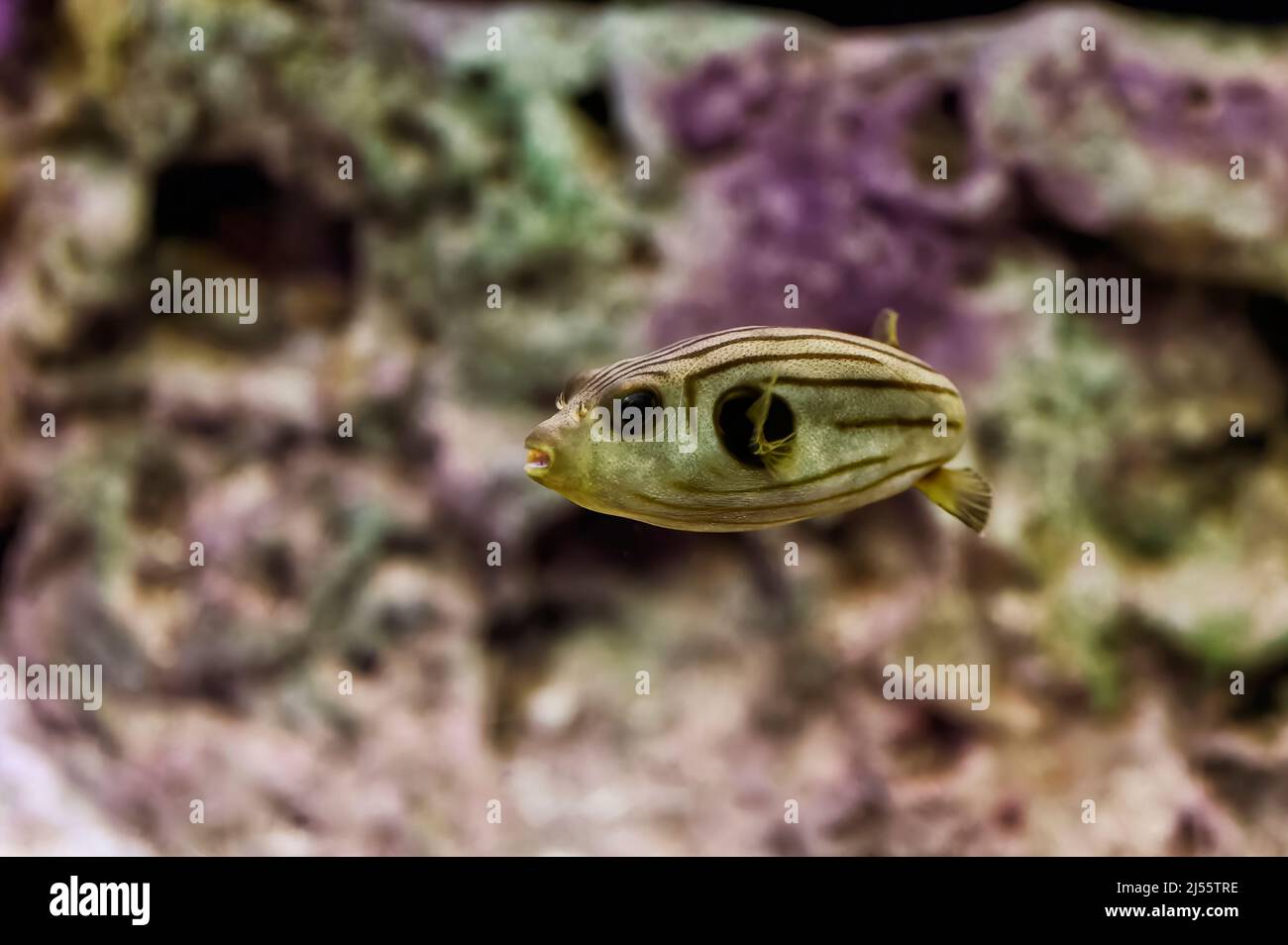 Seltener brauner Kugelfisch mit dunkleren Streifen, der zwischen Steinen mit Algen schwimmt Stockfoto