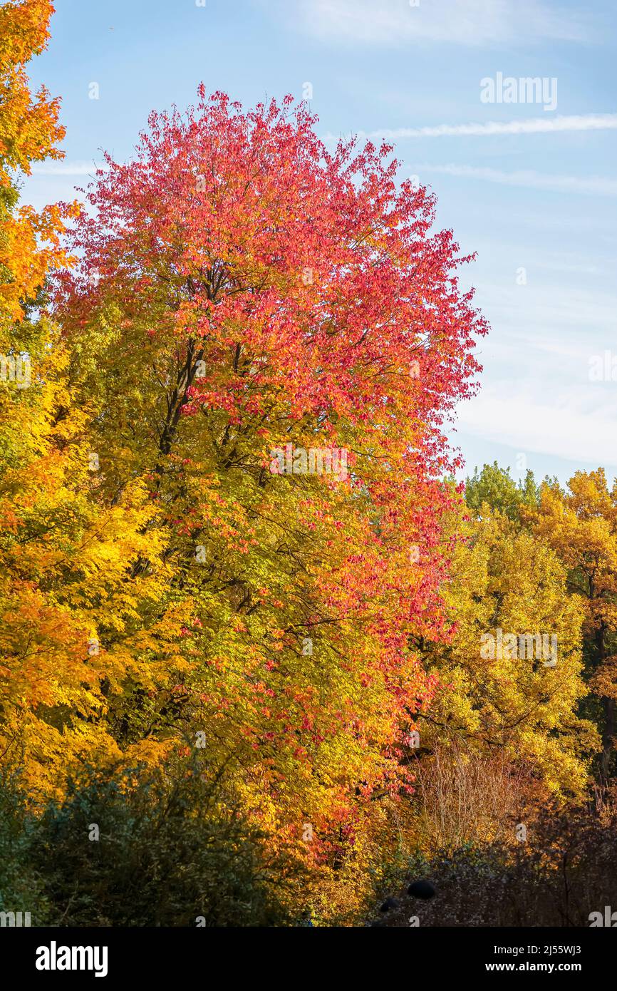 Malerische Bäume, bunte Herbstblätter, blauer Himmel, natürlicher Hintergrund Stockfoto