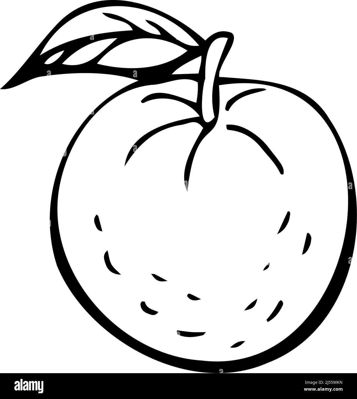 Mandarinen dünne schwarze Linien auf weißem Hintergrund - Vektorgrafik Stock Vektor