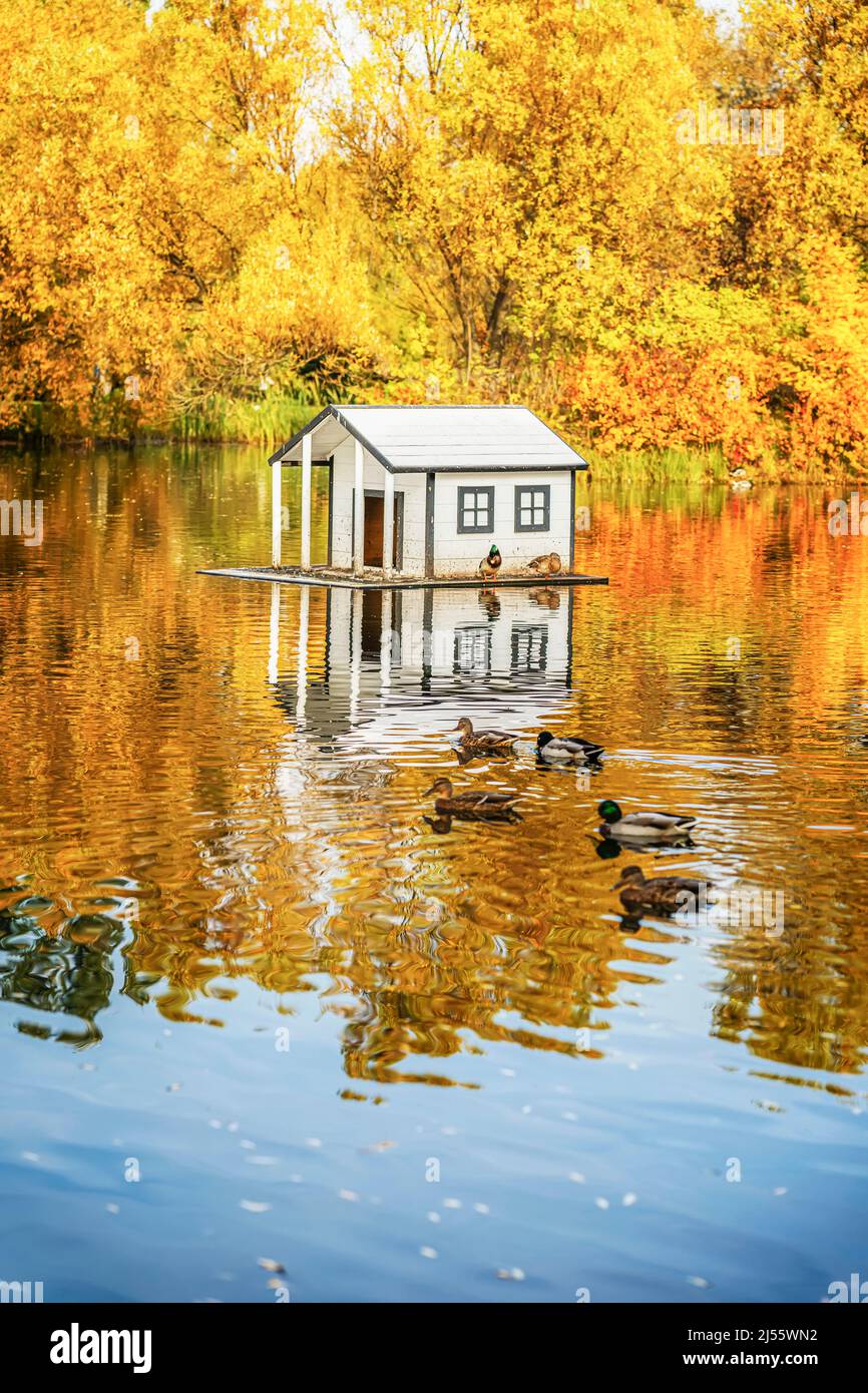 Entenschar schwimmt neben Entenhaus auf Teich. Wildtiere in der Herbstsaison im Stadtpark Stockfoto