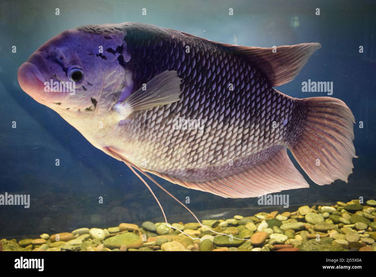 Schöne Tilapia Fische im Wasserbehälter Stockfoto