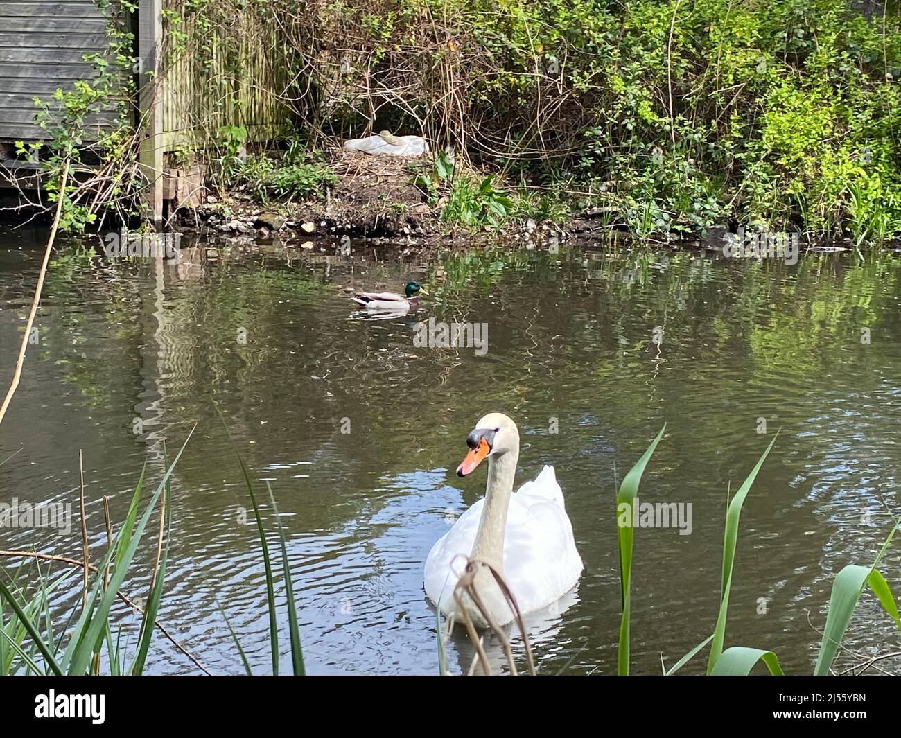 Das Weibchen legt zwischen Ende April und Anfang Mai bis zu sieben Eier. Beide Geschlechter brüten die Eier, die nach 35-41 Tagen schlüpfen. Die Jungvögel, oder Cygnets, reiten manchmal auf dem Rücken ihrer Eltern und bleiben bei den erwachsenen Vögeln für vier oder fünf Monate. Cygnets sind in der Regel schmutzig braun oben und weißlich unten. Stockfoto