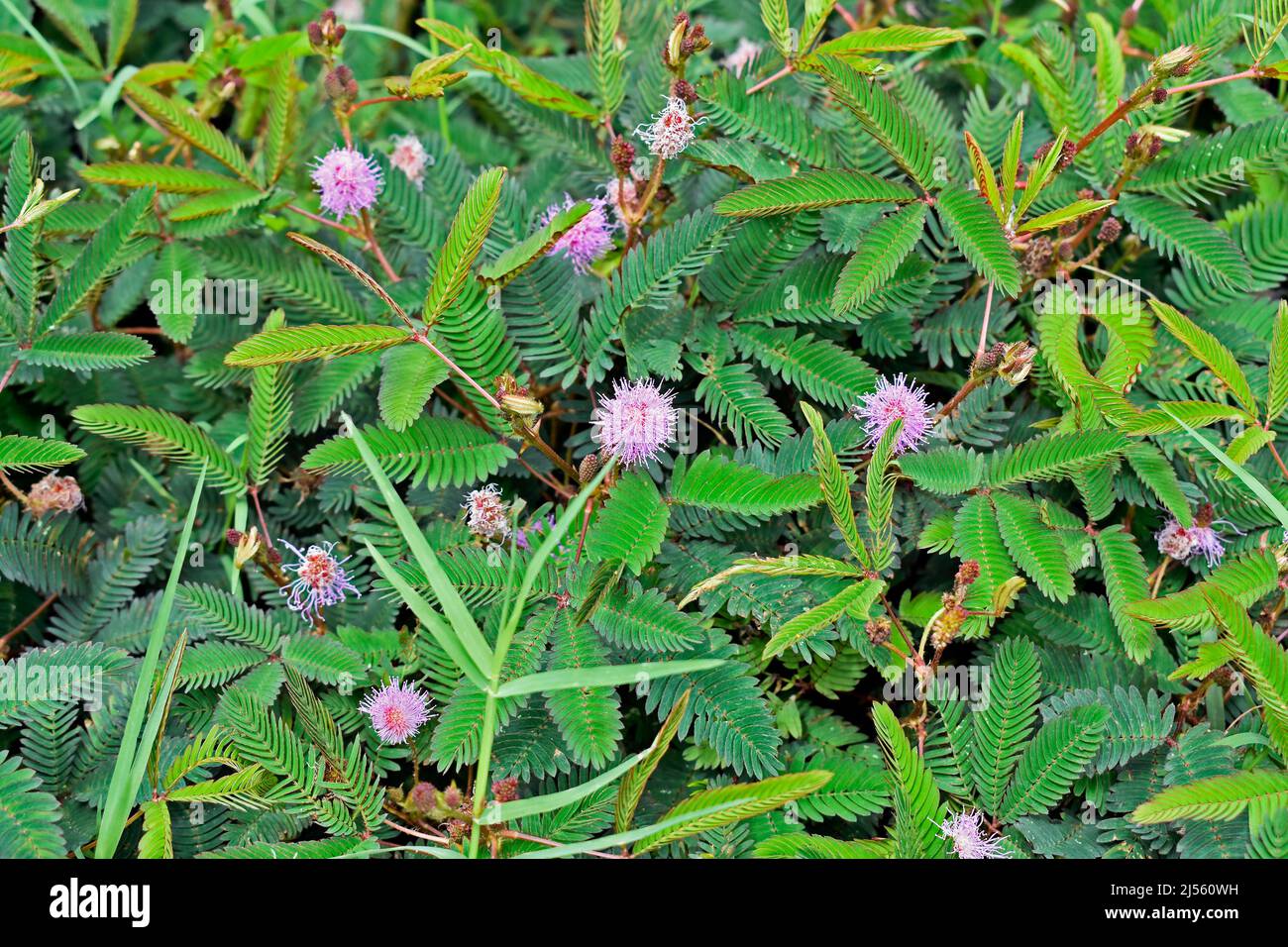 Empfindliche Pflanzen- oder verschlappte Pflanzenblüten (Mimosa pudica) Stockfoto