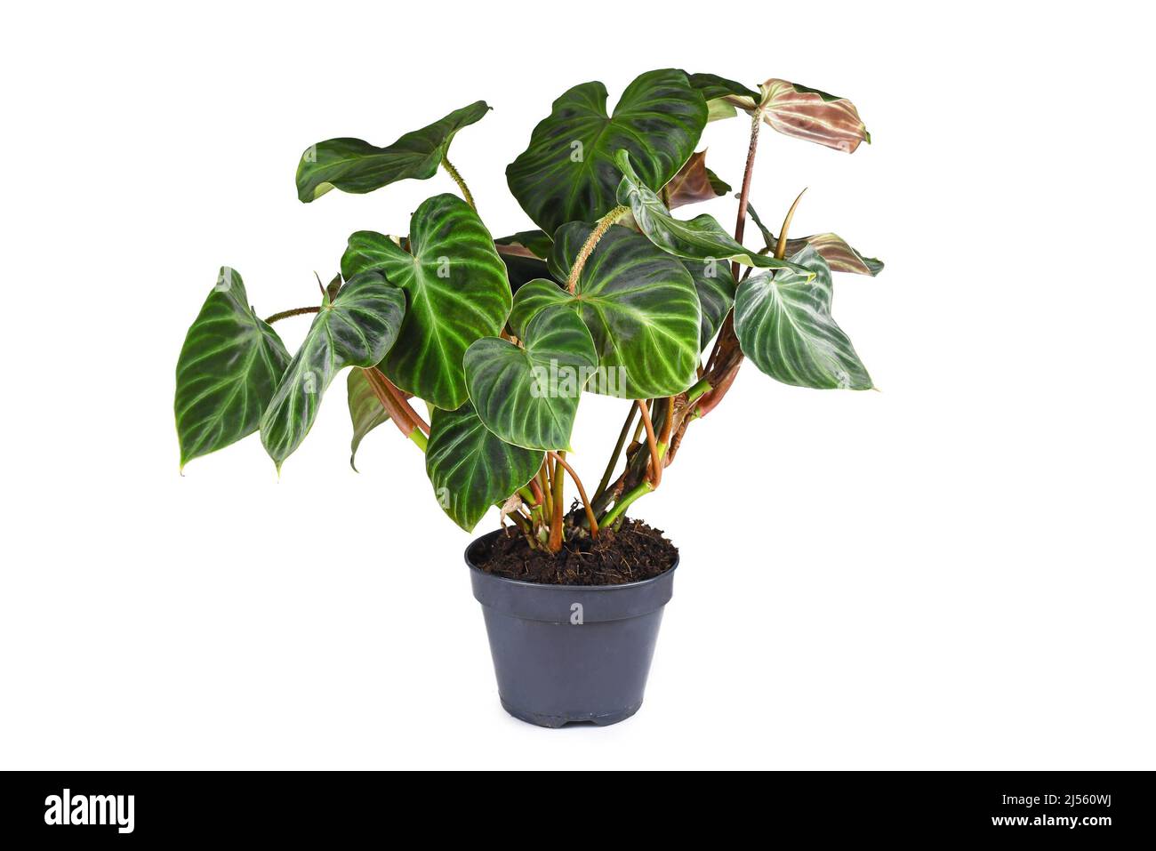 alocasia bambino pink variegata Alocasia Bambino Variegata Pink main image 1